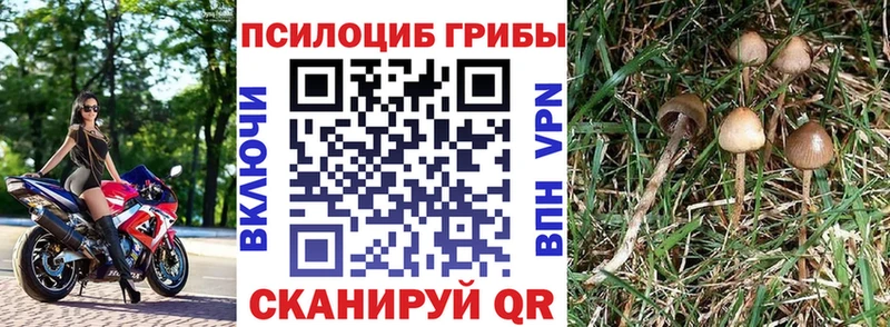 цена наркотик  Саянск  Псилоцибиновые грибы Psilocybine cubensis 